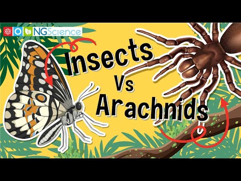 Insects Vs Arachnids