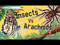 Insects Vs Arachnids