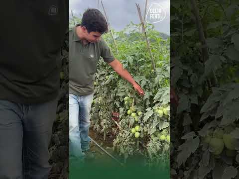 Tomate de alto padrão em Minas Gerais 🍅🔺com Delta Fértil