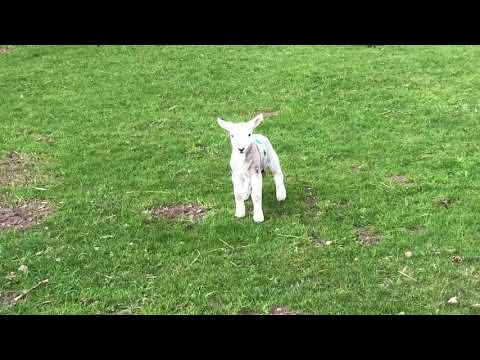 Cute baby lamb has a loud baa