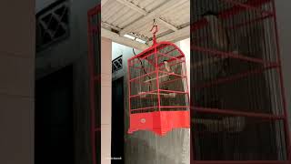 Download lagu cendet rasa tengkek milik edy gondrong situbondo... mp3