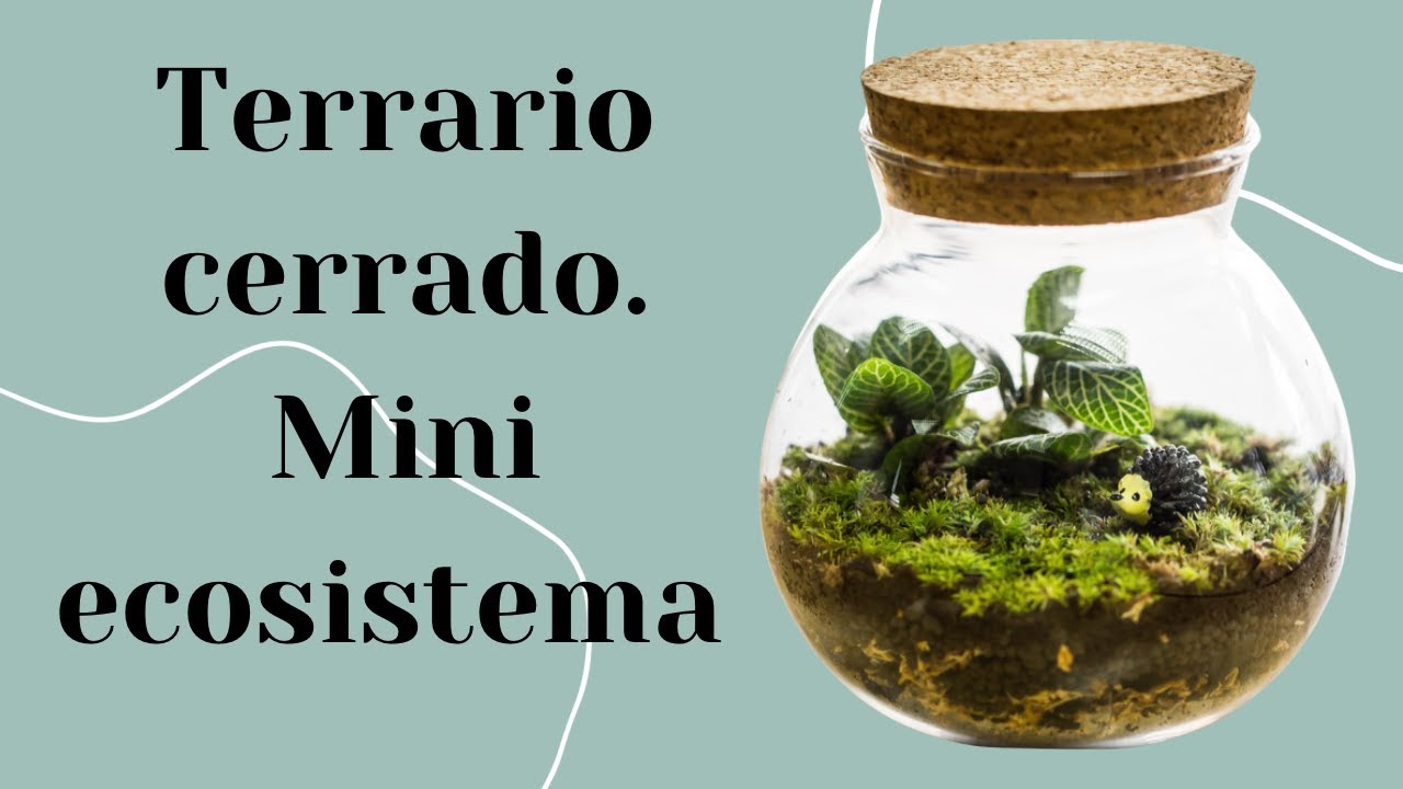 Como hacer un TERRARIO CERRADO | Mini ECOSISTEMA en un recipiente || cuidados y mas!