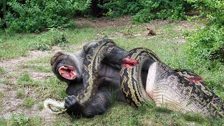 Sly Baboon Provokes Hungry Python And Regrets Straight After, But It's Too Late!