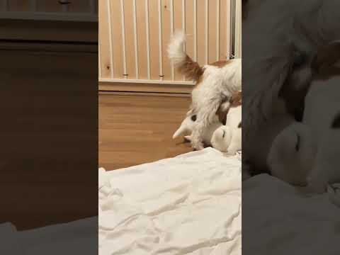 Bellan pennut 4,5 viikkoisia