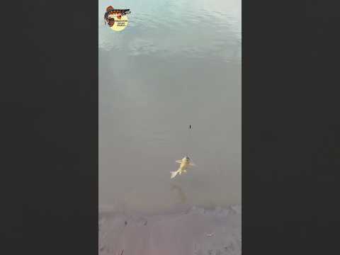 hablando del rey de Roma positivo para sierra pescando en cabuyaro meta 🎣🤠🇨🇴