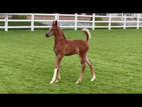 Amazing colt by EMAR AVI || 🦄JS ZORO🦄 out of VICTORIA