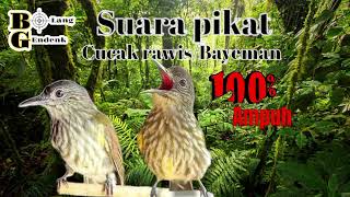Download lagu 🔴 Suara Pikat Burung Bayeman / Cucak Rawis Ampuh mp3 Download lagu 🔴 Suara Pikat Burung Bayeman / Cucak Rawis Ampuh mp3