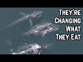 How Climate Change is Forcing Whales to Compete With Each Other