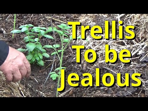 Your Garden Game Changer, Trellis To Be Jealous 5-17-2023