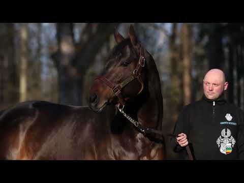 Windstoss Deckhengst