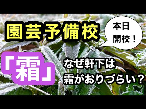 キョウチクトウを霜から守る方法は？冬を乗り切るための 4 つの簡単なアクション  庭園