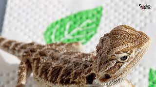 How Do You Play With A Bearded Dragon | 7 Ways To Play With A Beardie