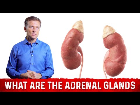 Adrenal Body Type Seminar by Dr Eric Berg