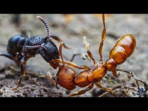 , title : '15 epische Schlachten von Ameisen und anderen Insekten'