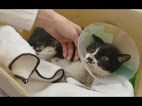 貓咪Poki的獸醫檢查結果! (Poki the cat's vet results!)