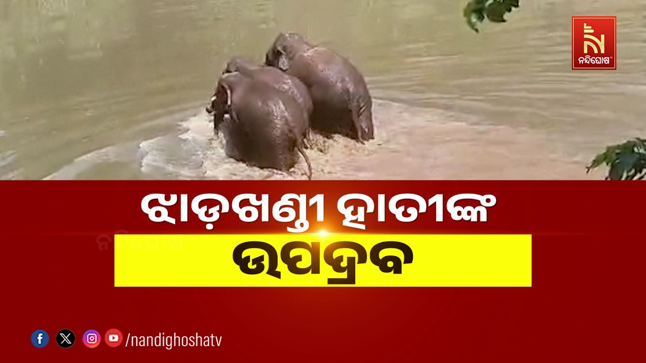 🔴Live | ଝାଡଖଣ୍ଡୀ ହାତୀଙ୍କ ଉପଦ୍ରବ