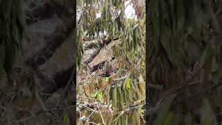 Download lagu Bakas na iniwan ni typhoon 😢😢 #uwan  #shortvideo #shortsfeeds #mango #manga #tree #trees #myvideo mp3