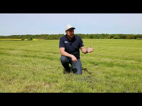 Vizura til slætgræs