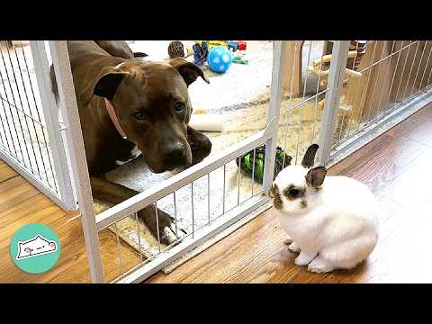 Pitbull Meets A Bunny For The First Time And Falls In Love | Cuddle Buddies