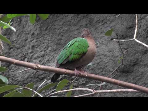 Part 1 of 2, Blijdorp zoo, Rotterdam, Netherlands, 18 december 2016