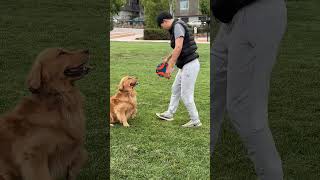 What A Morning Looks Like With Two Dogs #youtubeshorts #morningroutine #satisfying