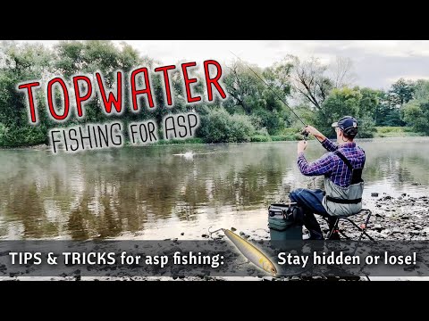 Summer and autumn TOPWATER fishing for ASP | Tips & tricks for asp fishing: stay hidden or lose!