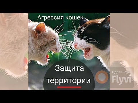Защита территории.Агрессия кошек.Protection of the territory.Aggression of cats.