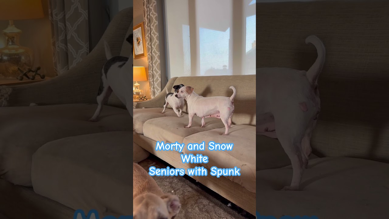 Enlarge Snow White, a Adoptable mixed breed in Ennis, TX video 6/6