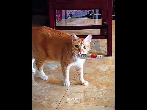 Cats Pretending 💀 #edit #cat #skulledit #catedit