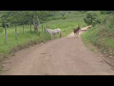 Estrada de chão, sentido a várias fazenda, itapitanga-Bahia 