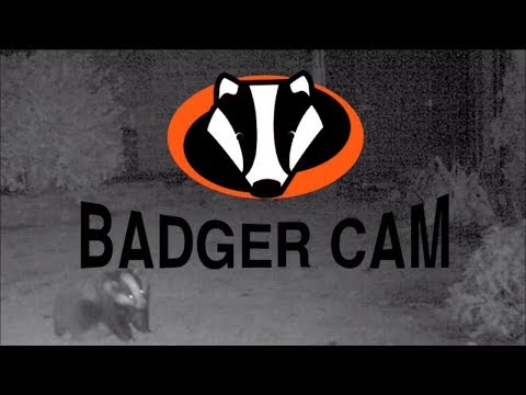 Patchwork Jazz Orchestra - Badger Cam (Official Music Video)