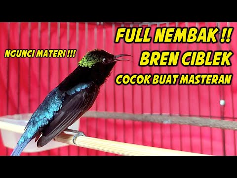 KONIN GACOR FULL ISIAN TEMBAKAN CIGUN NGEBREN, 100% COCOK BUAT MASTERAN KONIN BAHAN TROTOL DAN IJOAN