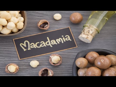, title : 'Macadamia Yağı Faydaları Nelerdir ? Macadamia Nedir ? (Cadı Fındığı)'