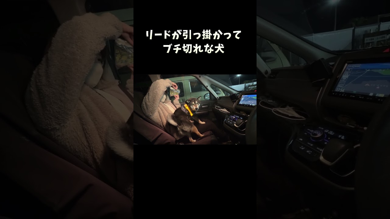 リードが引っ掛かってブチ切れな犬