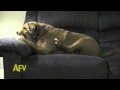 Dog Eat Dog