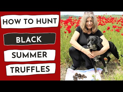 Shapes black summer truffles, packaging type: packs