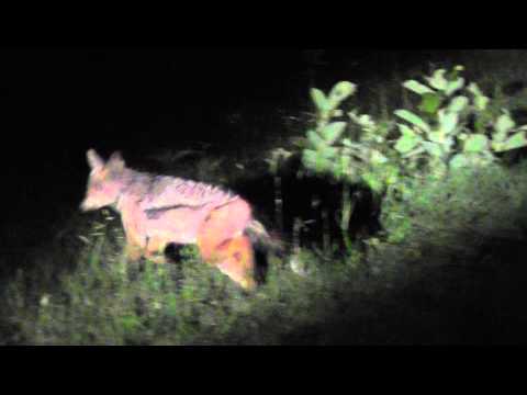 Side Striped Jackal At Ulusaba