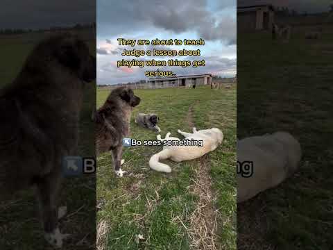 Our mature livestock guardian dogs teach the youngest a lesson when things get serious #farm