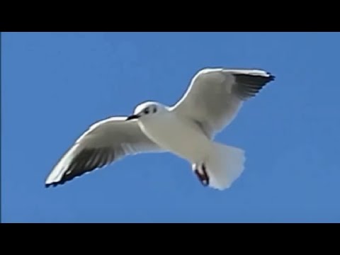 Canone di Pachelbel (Canone e giga in re maggiore)