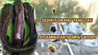 Download lagu UMPAN LELE SUNGAI PALING AMPUH‼️LANGSUNG TES mp3
