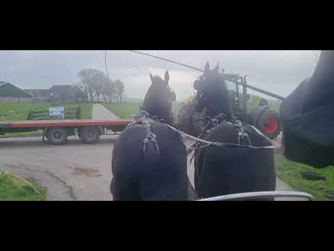 Stal Okkema's pair of Geldings - L: Fyte & R: Ype