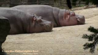 preview picture of video 'Philadelphia Zoo Hippos Out of and In Water'