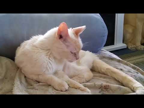 Bengal cat Kumari,-  being nice for once.