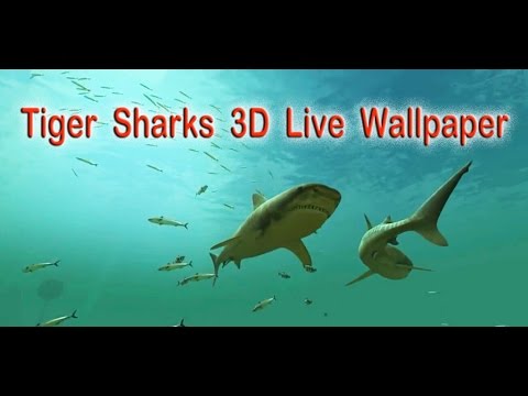 Tiger Sharks 3D Live Wallpaper Video