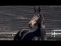 Cavalla KWPN Cavallo da Sport Neerlandese In vendita 2020 Baio scuro ,  Le Formidable