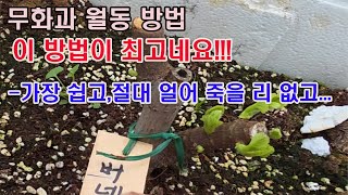 무화과 월동 방법 이게 최고네요. -가장 쉽고, 절대 얼어죽을 리 없고...(무화과 재배, 무화과 전국 재배…
