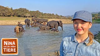 Badespaß mit indischen Elefanten | Reportage für Kinder | Nina und die wilden Tiere