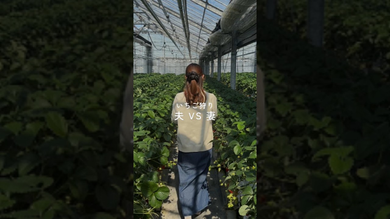 いちご狩り 夫vs妻 #夫婦 #いちご狩り #対決