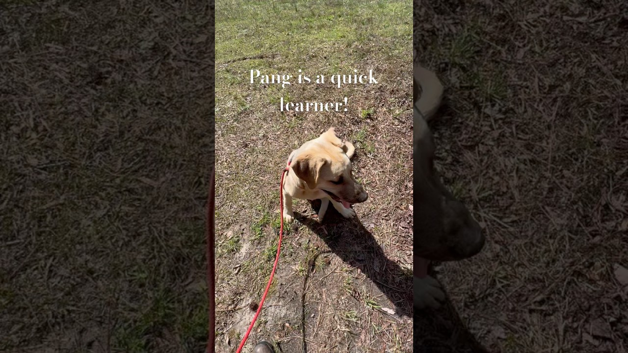 Buddy, a Adoptable mixed breed in Clinton, SC video 5/5