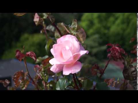 download lagu mp3 mp4 Queen Elizabeth Rose Fragrance, download lagu Queen Elizabeth Rose Fragrance gratis, unduh video klip Queen Elizabeth Rose Fragrance